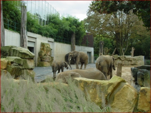 Nissan im Zoo & September Treffen 2007 - Albumbild 4 von 37