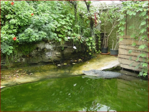 Nissan im Zoo & September Treffen 2007 - Albumbild 12 von 37