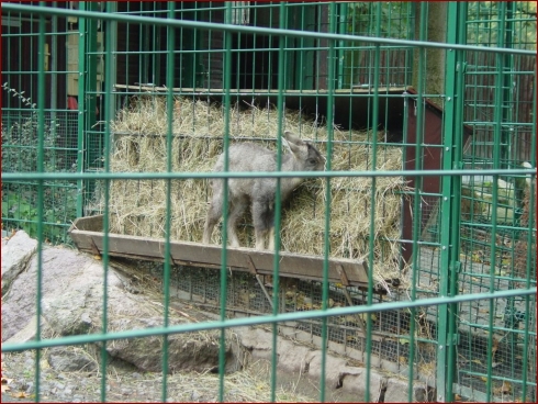 Nissan im Zoo & September Treffen 2007 - Albumbild 14 von 37