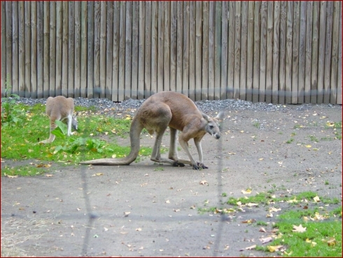 Nissan im Zoo & September Treffen 2007 - Albumbild 15 von 37