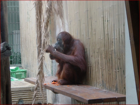 Nissan im Zoo & September Treffen 2007 - Albumbild 17 von 37