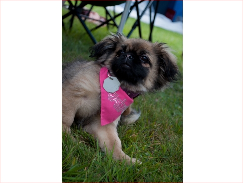 8. int. Harztreffen 2011 - Albumbild 14 von 115